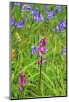 Wild Orchid-jennyt-Mounted Photographic Print