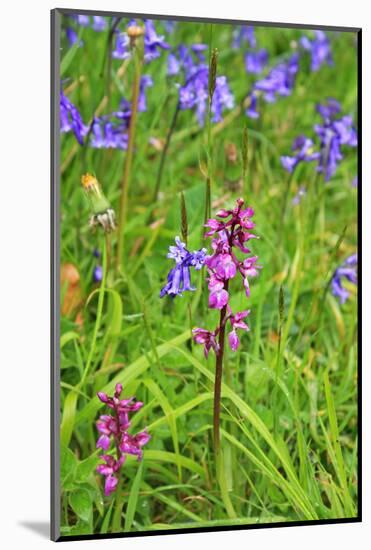 Wild Orchid-jennyt-Mounted Photographic Print