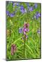 Wild Orchid-jennyt-Mounted Photographic Print