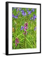 Wild Orchid-jennyt-Framed Photographic Print