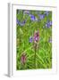 Wild Orchid-jennyt-Framed Photographic Print