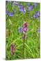 Wild Orchid-jennyt-Mounted Photographic Print