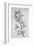 Wild Orchid-Igor Mandich-Framed Photographic Print