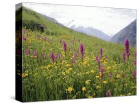 Wild Orchids Flowering in a Meadow in the Himalayas South of Keylong, Himachal Pradesh, India-Jenny Pate-Stretched Canvas