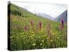 Wild Orchids Flowering in a Meadow in the Himalayas South of Keylong, Himachal Pradesh, India-Jenny Pate-Stretched Canvas