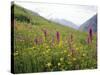 Wild Orchids Flowering in a Meadow in the Himalayas South of Keylong, Himachal Pradesh, India-Jenny Pate-Stretched Canvas