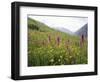 Wild Orchids Flowering in a Meadow in the Himalayas South of Keylong, Himachal Pradesh, India-Jenny Pate-Framed Photographic Print