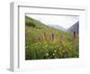 Wild Orchids Flowering in a Meadow in the Himalayas South of Keylong, Himachal Pradesh, India-Jenny Pate-Framed Photographic Print