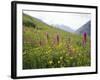 Wild Orchids Flowering in a Meadow in the Himalayas South of Keylong, Himachal Pradesh, India-Jenny Pate-Framed Photographic Print