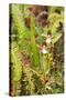 Wild Orchids from Mount Roraima, Venezuela-zanskar-Stretched Canvas