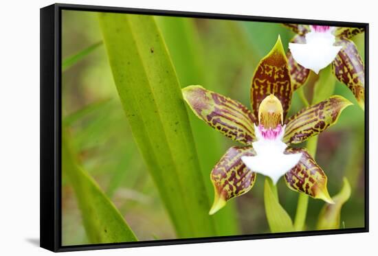 Wild Orchids from Mount Roraima, Venezuela-zanskar-Framed Stretched Canvas