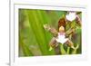Wild Orchids from Mount Roraima, Venezuela-zanskar-Framed Photographic Print