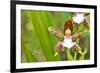 Wild Orchids from Mount Roraima, Venezuela-zanskar-Framed Photographic Print