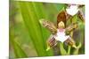 Wild Orchids from Mount Roraima, Venezuela-zanskar-Mounted Photographic Print