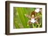 Wild Orchids from Mount Roraima, Venezuela-zanskar-Framed Photographic Print