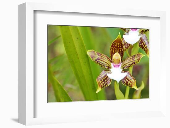 Wild Orchids from Mount Roraima, Venezuela-zanskar-Framed Photographic Print