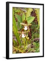 Wild Orchids from Mount Roraima, Venezuela-zanskar-Framed Photographic Print