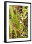 Wild Orchids from Mount Roraima, Venezuela-zanskar-Framed Photographic Print