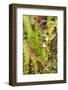 Wild Orchids from Mount Roraima, Venezuela-zanskar-Framed Photographic Print