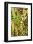 Wild Orchids from Mount Roraima, Venezuela-zanskar-Framed Photographic Print