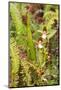 Wild Orchids from Mount Roraima, Venezuela-zanskar-Mounted Photographic Print