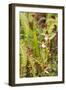 Wild Orchids from Mount Roraima, Venezuela-zanskar-Framed Photographic Print