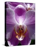 Wild Orchids in Mountain Pine Ridge Rainforest, Cayo District, Belize-Greg Johnston-Stretched Canvas