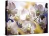 Wild Orchids, Malaysia-Michele Molinari-Stretched Canvas