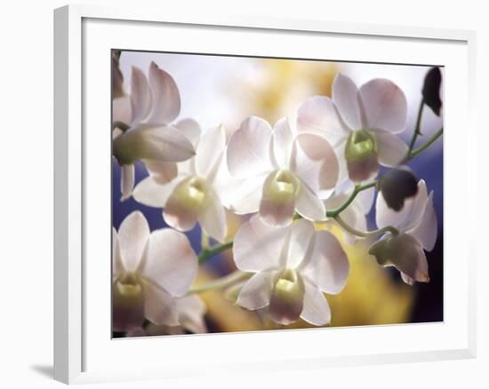 Wild Orchids, Malaysia-Michele Molinari-Framed Photographic Print