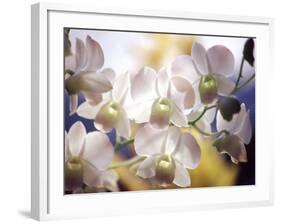 Wild Orchids, Malaysia-Michele Molinari-Framed Photographic Print