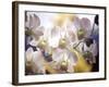 Wild Orchids, Malaysia-Michele Molinari-Framed Photographic Print