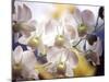 Wild Orchids, Malaysia-Michele Molinari-Mounted Photographic Print