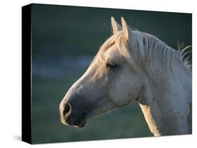 Wild Palomino Stallion, Head Profile, Pryor Mountains, Montana, USA-Carol Walker-Stretched Canvas