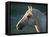 Wild Palomino Stallion, Head Profile, Pryor Mountains, Montana, USA-Carol Walker-Framed Stretched Canvas