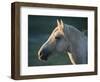 Wild Palomino Stallion, Head Profile, Pryor Mountains, Montana, USA-Carol Walker-Framed Premium Photographic Print