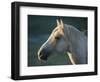 Wild Palomino Stallion, Head Profile, Pryor Mountains, Montana, USA-Carol Walker-Framed Premium Photographic Print