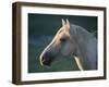 Wild Palomino Stallion, Head Profile, Pryor Mountains, Montana, USA-Carol Walker-Framed Photographic Print