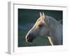 Wild Palomino Stallion, Head Profile, Pryor Mountains, Montana, USA-Carol Walker-Framed Photographic Print