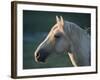 Wild Palomino Stallion, Head Profile, Pryor Mountains, Montana, USA-Carol Walker-Framed Photographic Print