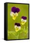 Wild Pansy or Heartsease-null-Framed Stretched Canvas