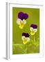 Wild Pansy or Heartsease-null-Framed Photographic Print