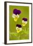 Wild Pansy or Heartsease-null-Framed Photographic Print