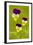 Wild Pansy or Heartsease-null-Framed Photographic Print