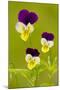 Wild Pansy or Heartsease-null-Mounted Photographic Print