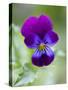 Wild Pansy, Viola Tricolor, Bielefeld, Germany-Thorsten Milse-Stretched Canvas