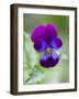 Wild Pansy, Viola Tricolor, Bielefeld, Germany-Thorsten Milse-Framed Photographic Print