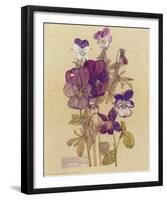 Wild Pansy-Charles Rennie Mackintosh-Framed Art Print