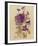 Wild Pansy-Charles Rennie Mackintosh-Framed Art Print