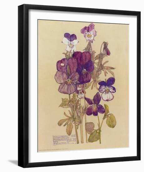 Wild Pansy-Charles Rennie Mackintosh-Framed Art Print