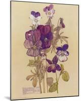 Wild Pansy-Charles Rennie Mackintosh-Mounted Art Print